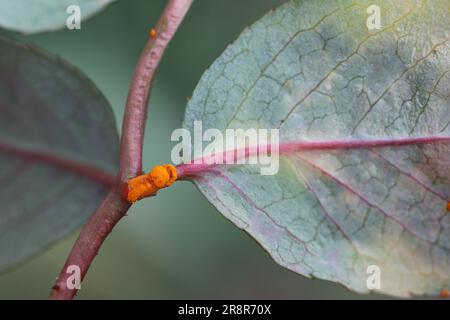 Le champignon de la rouille rose causé par un champignon Phragmidium mucronatum et P. tuberculatum. Symptômes sur les roses ornementales dans le jardin. Banque D'Images