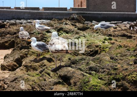 Mouettes sur la plage d'Essaouira, Maroc Banque D'Images