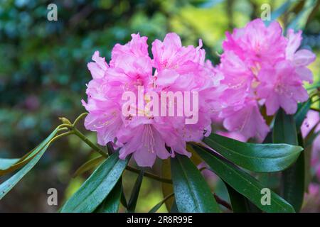 Temple de Muroji avec rhododendron en fleur Banque D'Images