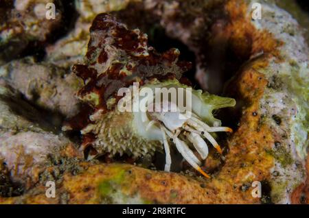 Petit crabe blanc Hermit, Calcinus minutu, en coquille, plongée de nuit, site de plongée des pyramides, Amed, Karangasem Regency, Bali, Indonésie, Océan Indien Banque D'Images