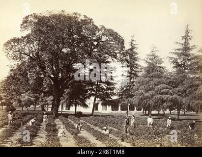 Photographies à Calcutta, Inde par le capitaine William George Stretton de 1875 à 1880. Banque D'Images