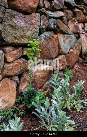 Euphorbia amygdaloides plante devant un mur de pierre. Euphorbia amygdaloides, la plante à fleurs, est une espèce de la famille Euphorbi Banque D'Images