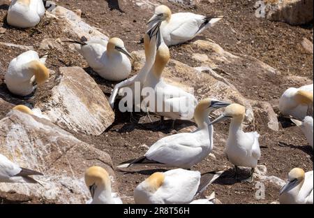 Le couple d'oiseaux de mer de Gannet pointe leurs becs vers le ciel dans le cadre d'un rituel d'accouplement. Saison de nidification estivale sur les falaises rocheuses des îles Saltee, Wexford, Irlande Banque D'Images