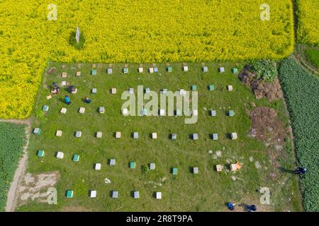 Vue aérienne d'une ferme d'abeilles sur un champ de moutarde à Sirajdikhan à Munshiganj, au Bangladesh. Banque D'Images