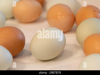 œuf biologique blanc crémeux isolé entouré d'autres œufs. fraîchement cueilli et lavé. Banque D'Images