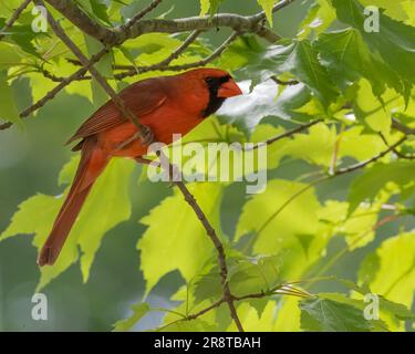 cardinal rouge vif perchée sur une branche d'arbre mince sur le point de décoller Banque D'Images