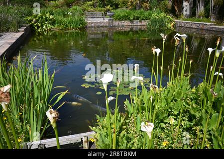 Vue sur Lily Pond dans les jardins botaniques de Logan Port Logan sur les Rhinns de Galloway, à la pointe sud-ouest de l'Écosse Banque D'Images