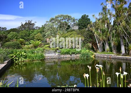 Vue sur Lily Pond dans les jardins botaniques de Logan Port Logan sur les Rhinns de Galloway, à la pointe sud-ouest de l'Écosse Banque D'Images