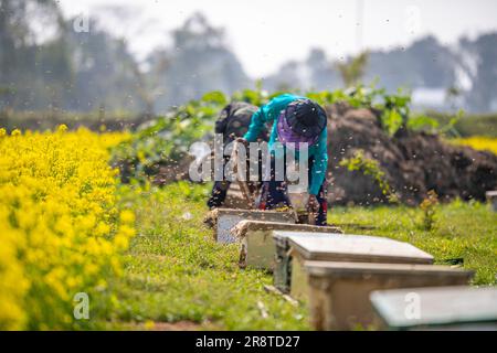 Agriculteurs travaillant dans une ferme d'abeilles mellifères sur un champ de moutarde à Sirajdikhan à Munshiganj, au Bangladesh. Banque D'Images