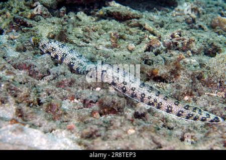 Baignade libre Snowflake Moray Eel, Echidna nebulosa, site de plongée de Jepun, Padang Bai, Bali, Indonésie Banque D'Images