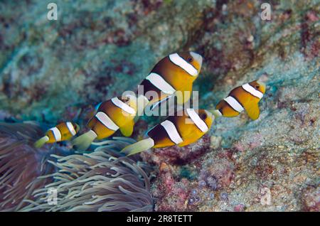 École de Clark's Anemonefish, Amphiprion clarkii, par Sea Anemone, Heterotis sp, site de plongée Turtleneck, Padang Bai, Bali, Indonésie Banque D'Images