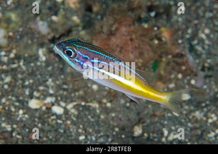 Jeune Snapper à cinq lignes, Lutjanus quinquelineatus, site de plongée Batu Ringgit, Tulamben, Karangasem Regency, Bali, Indonésie Banque D'Images