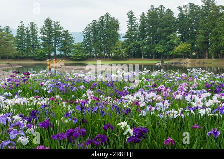 Magnifique jardin de l'iris au jardin du temple de Motsuji au début de l'été Banque D'Images