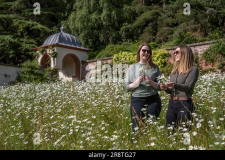 Météo Fairnilee House, près de Galashiels, frontières écossaises, Royaume-Uni. 22nd juin 2023. Royaume-Uni Molly Seed et Rona Fleming Profitez d'une promenade dans la prairie de fleurs sauvages à Fairnilee House près de Galashiels, dans les frontières écossaises, qui regarde une image à l'instant rempli de grands pâquerettes blanches. Crédit photo : phil wilkinson/Alay Live News Banque D'Images