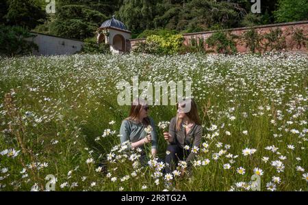 Météo Fairnilee House, près de Galashiels, frontières écossaises, Royaume-Uni. 22nd juin 2023. Royaume-Uni Molly Seed et Rona Fleming Profitez d'une promenade dans la prairie de fleurs sauvages à Fairnilee House près de Galashiels, dans les frontières écossaises, qui regarde une image à l'instant rempli de grands pâquerettes blanches. Crédit photo : phil wilkinson/Alay Live News Banque D'Images