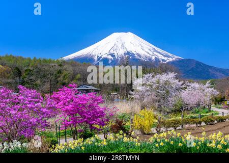 Mt. Fuji et cerisiers en fleurs d'Oshino Banque D'Images