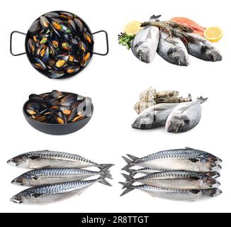 Collage avec différents fruits de mer sur fond blanc Banque D'Images