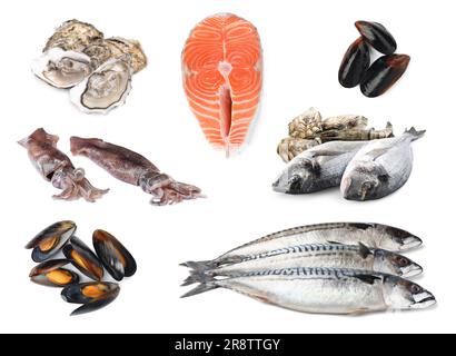 Collage avec différents fruits de mer sur fond blanc Banque D'Images