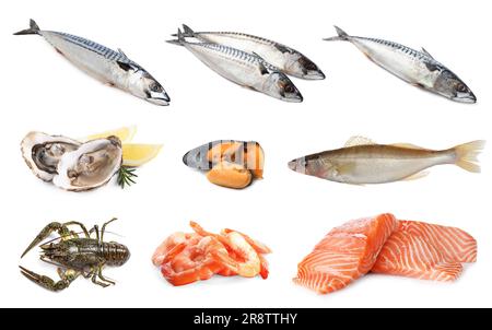 Collage avec différents fruits de mer sur fond blanc Banque D'Images