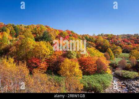 Couleurs d'automne de Hachimantai Banque D'Images