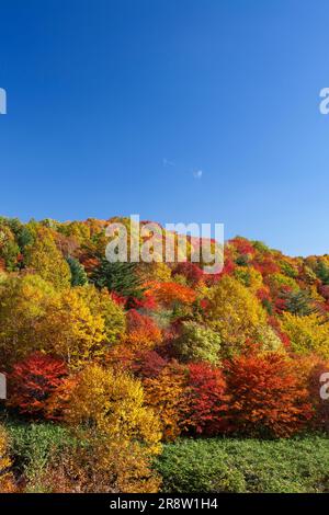 Couleurs d'automne de Hachimantai Banque D'Images