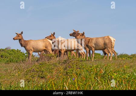 Un troupeau de Tule Elk sur la côte à point Reyes National Seashore en Californie Banque D'Images