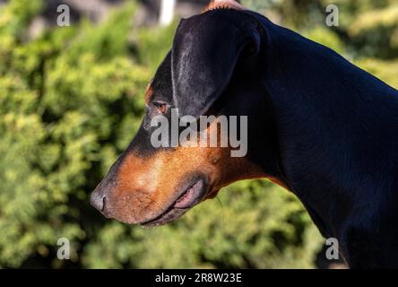 Portrait noir et brun clair de la tête Dobermand Banque D'Images