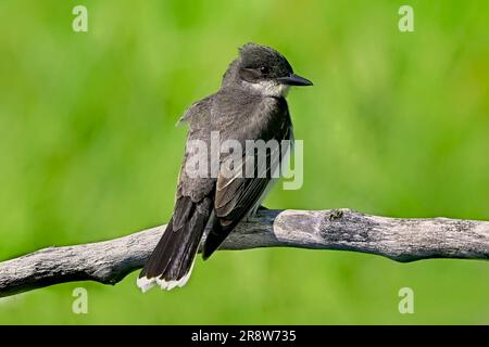 Un oiseau de l'est, Tyrannus tyrannus, perché au sommet d'une branche d'arbre morte dans son habitat de terres humides dans les régions rurales de l'Alberta au Canada. Banque D'Images