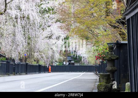 Fleurs de cerisier et murs noirs à Kakunodate Banque D'Images