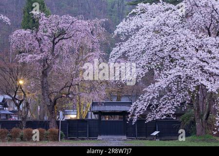 Fleurs de cerisier et murs noirs à Kakunodate Banque D'Images