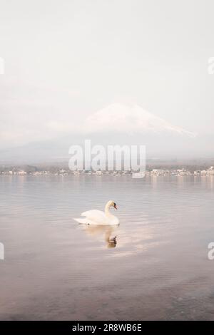 Cygnes flottants et Mont Fuji dans le lac Yamanaka Banque D'Images