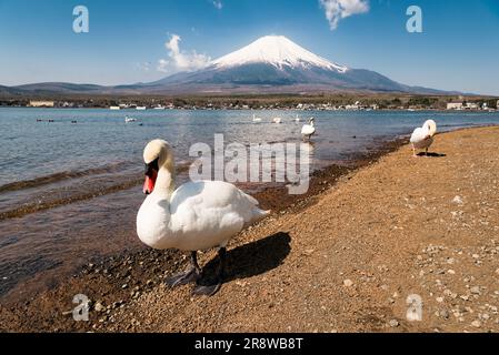 Mt. Fuji et Swans Lac Yamanaka Banque D'Images