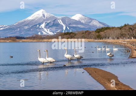 Swans et Bandai Mountain dans le lac d'Inawashiro Banque D'Images