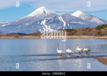 Swans et Bandai Mountain dans le lac d'Inawashiro Banque D'Images