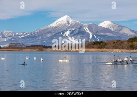 Swans et Bandai Mountain dans le lac d'Inawashiro Banque D'Images