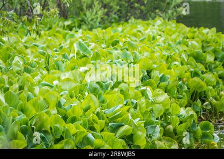 Calla palustris, vue de dessus. Feuilles de Calla ou d'arum de tourbière, calla de marais. Beau groupe de callas de marais croissant dans le marais dans l'habitat naturel Banque D'Images