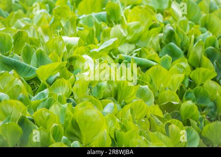 Calla palustris, vue de dessus. Feuilles de Calla ou d'arum de tourbière, calla de marais. Beau groupe de callas de marais croissant dans le marais dans l'habitat naturel Banque D'Images