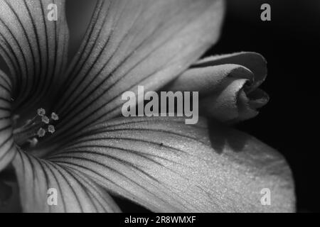 Gros plan d'Oxalis articulata, connu sous le nom d'oseille rose en noir et blanc Banque D'Images