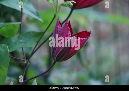 Fleur de Clematis viticella, la fleur italienne en cuir qui fleurit Banque D'Images