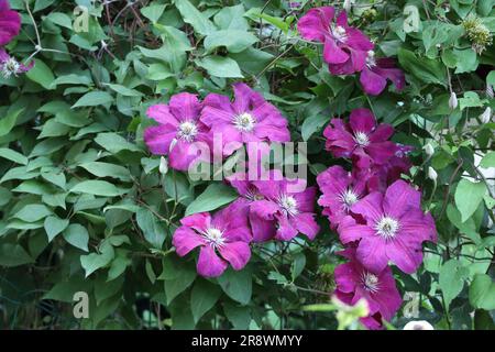 Fleurs de Clematis viticella, la fleur italienne en cuir Banque D'Images