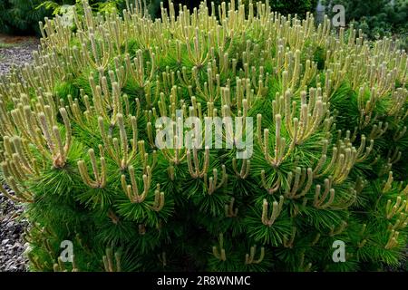 Dense, forme, arbre, PIN rouge du Japon Pinus densiflora 'Low Glow' Banque D'Images