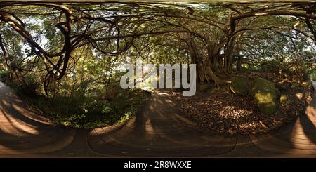 Vue panoramique à 360° de Un panorama à 360° depuis la promenade sous la voûte d'une Fig de Port Jackson sur une étagère de Rock, promenade Hermitage Foreshore, Rose Bay, Sydney