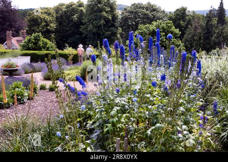 Delphiniums dans un jardin de campagne anglais en été Banque D'Images