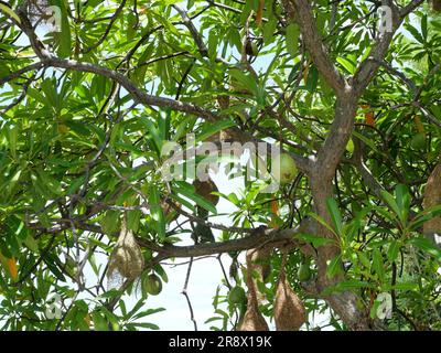 Groupe de Baya Weaver (Ploceus philippinus) nichent sur une branche d'arbre avec ciel bleu en arrière-plan, Thaïlande Banque D'Images