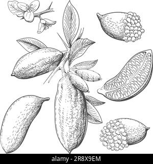 Caviar à la main Illustration de Vecteur