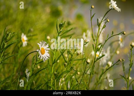 Daises en fleur et herbe sur la prairie, Leiden, pays-Bas Banque D'Images