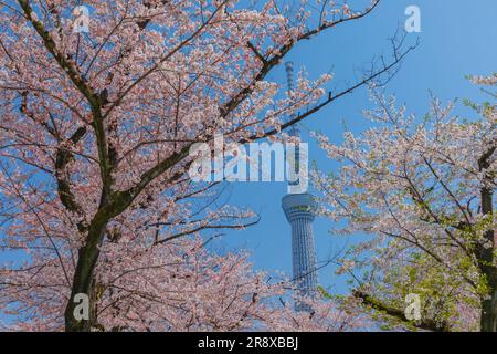 Cerisiers en fleurs et Tokyo Sky Tree Banque D'Images