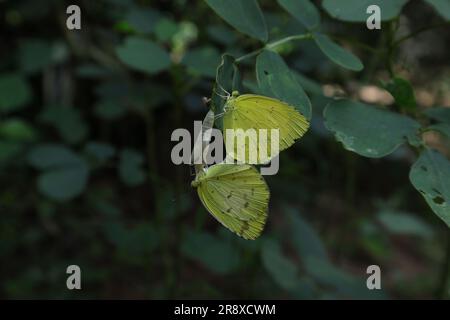 Un nouveau papillon jaune d'herbe d'un point émergée se conjuguant avec un autre papillon sur le cocon situé dans un dépliant Senna Tora Banque D'Images