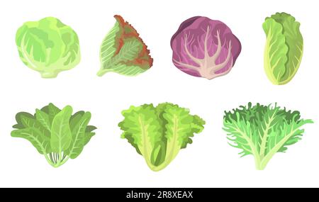 Ensemble d'illustrations de feuilles de salade fraîches plates Illustration de Vecteur