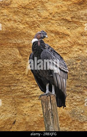 Condor andin, vultur gryphus, Homme debout sur la poste Banque D'Images